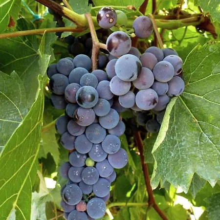 Lägenhet Du Chateau L'hubertiere Bouresse