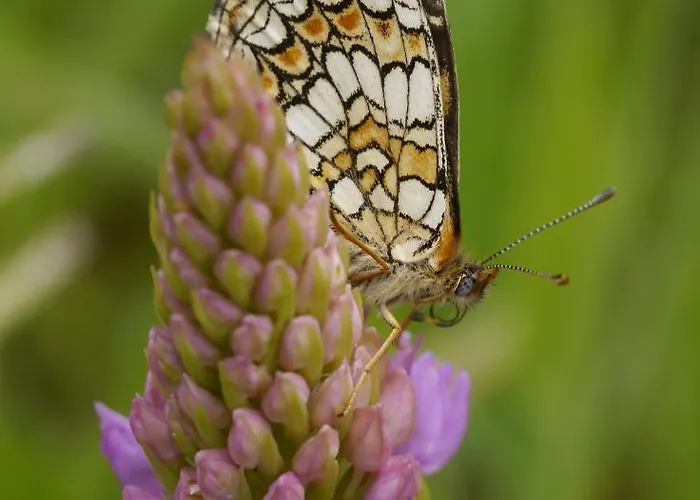 Du Chateau L'hubertiere *