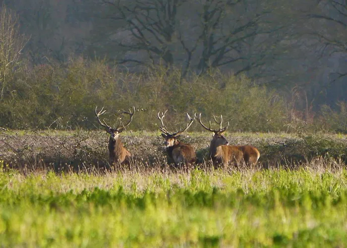 Du Chateau L'hubertiere Διαμέρισμα