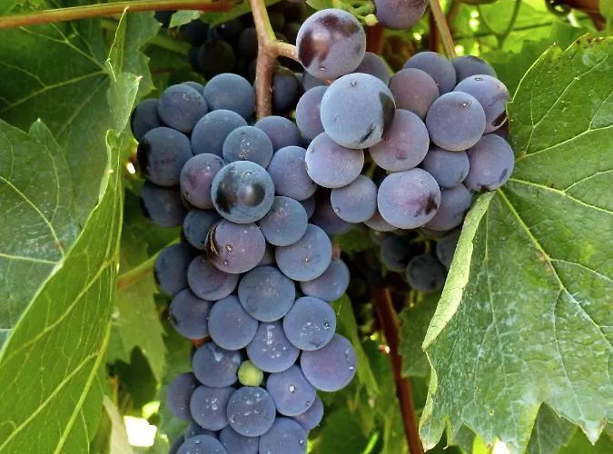 Διαμέρισμα Du Chateau L'hubertiere Bouresse