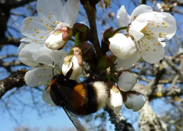 Διαμέρισμα Du Chateau L'hubertiere