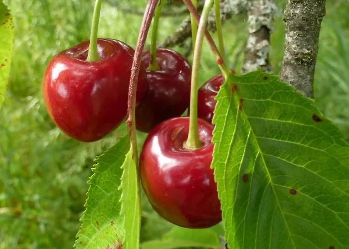 Du Chateau L'hubertiere Διαμέρισμα *