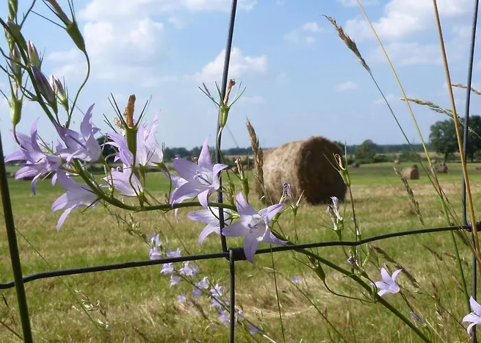 Du Chateau L'hubertiere